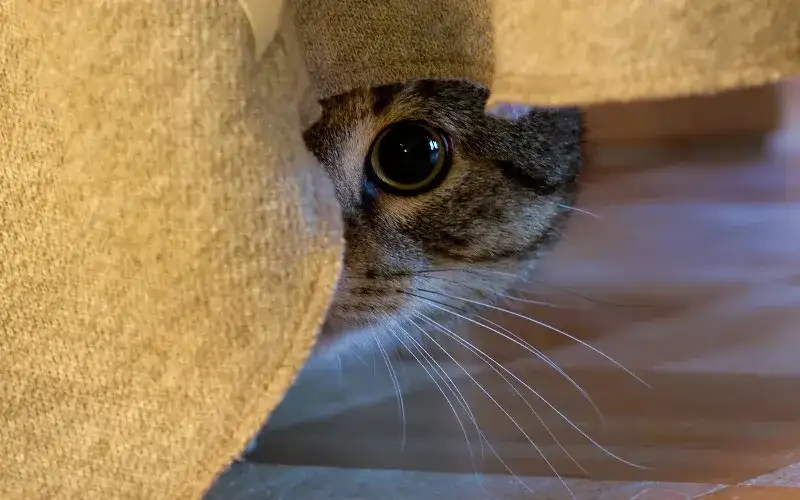 Objawy lęku separacyjnego u kota: Czy Twój pupil cierpi w samotności?