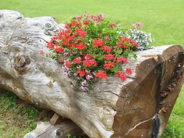 Jak zrobić kwietnik z pnia drzewa i cieszyć się pięknem roślin