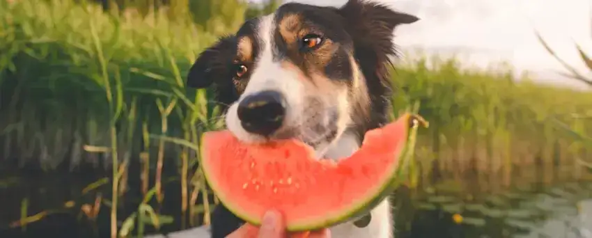 Czy pies może jeść melona? Korzyści i zagrożenia dla pupila