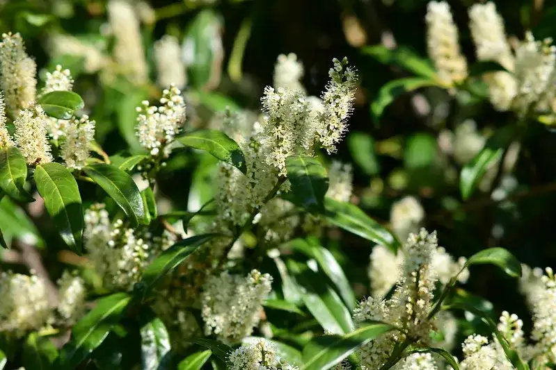 Laurowiśnia – krzew idealny na żywopłot i do ogrodu