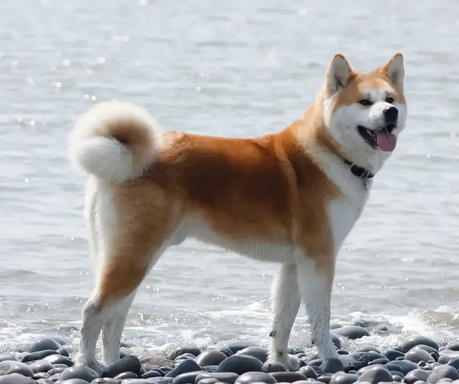 Akita: Groźna czy źle wychowana? Prawda o charakterze rasy.