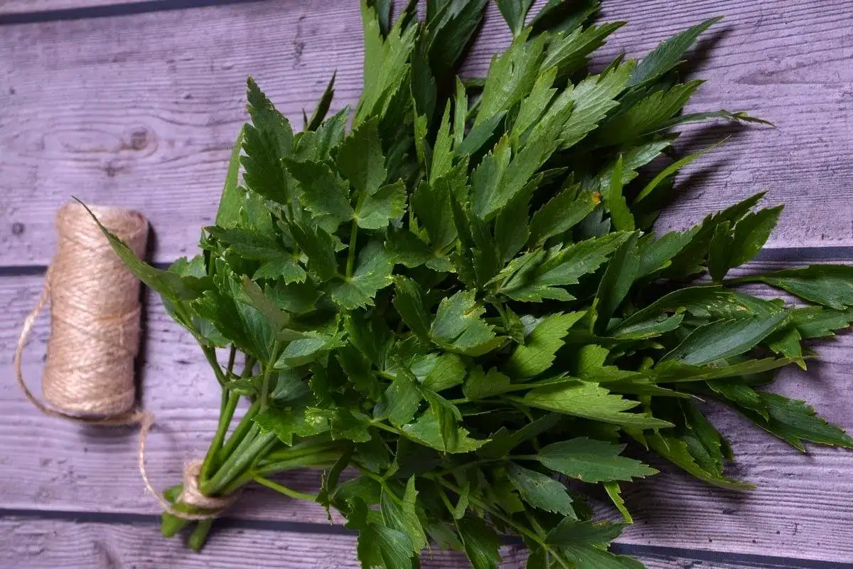 Jak uprawiać lubczyk: proste sposoby na zdrowe zioła w ogrodzie