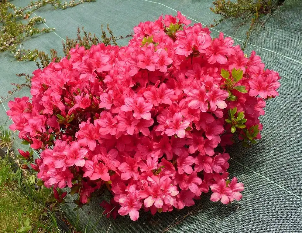 Jak długo kwitnie azalia? Sekrety długiego kwitnienia i pielęgnacji