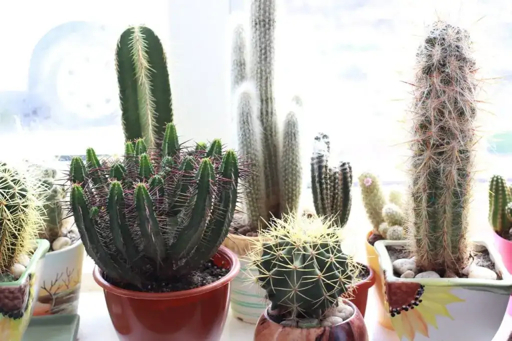 Co postawić na parapecie w salonie, aby stworzyć wyjątkowy klimat