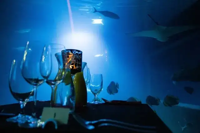 Kolacja w oceanarium Wrocław - wyjątkowe przeżycie pod wodą