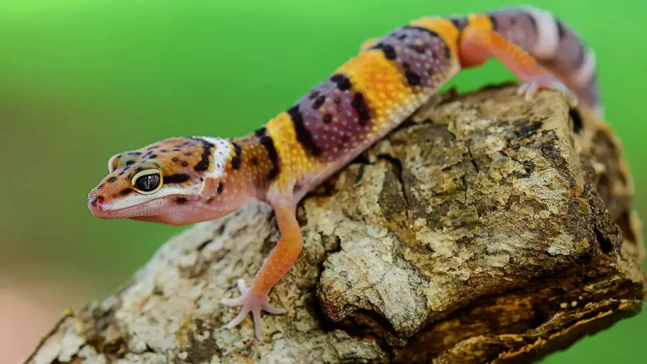 Gdzie kupić gekona lamparciego? Sprawdzone źródła i porady