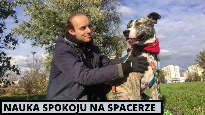 Jak wytresować amstaffa: skuteczne metody i najczęstsze błędy