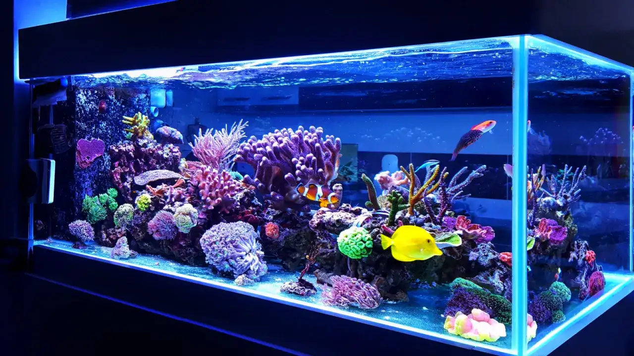 Kolorowe akwarium morskie z rybami, koralowcami i roślinnością.