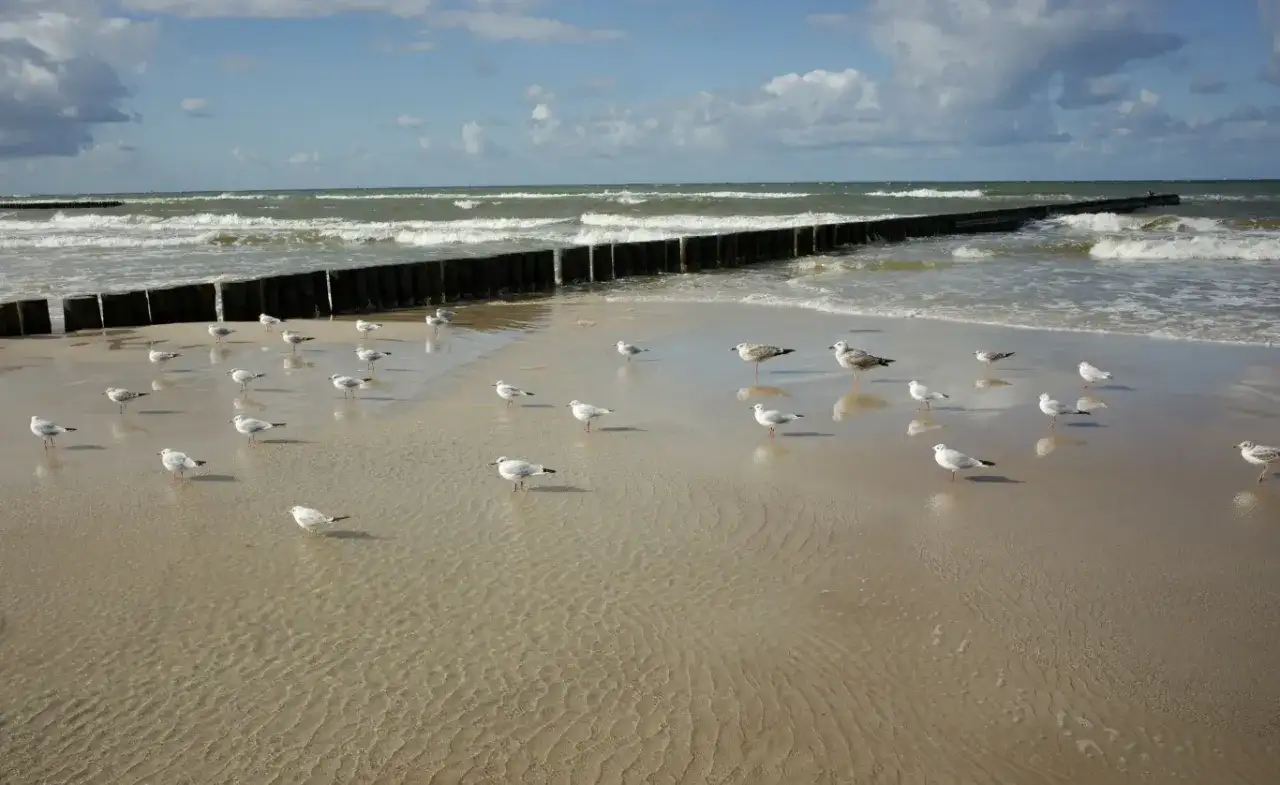 Nad Bałtykiem, gdzie fale rozbijają się o brzeg, mewy spacerują po mokrym piasku. Czy nad każdym morzem jest jod? Tu na pewno!