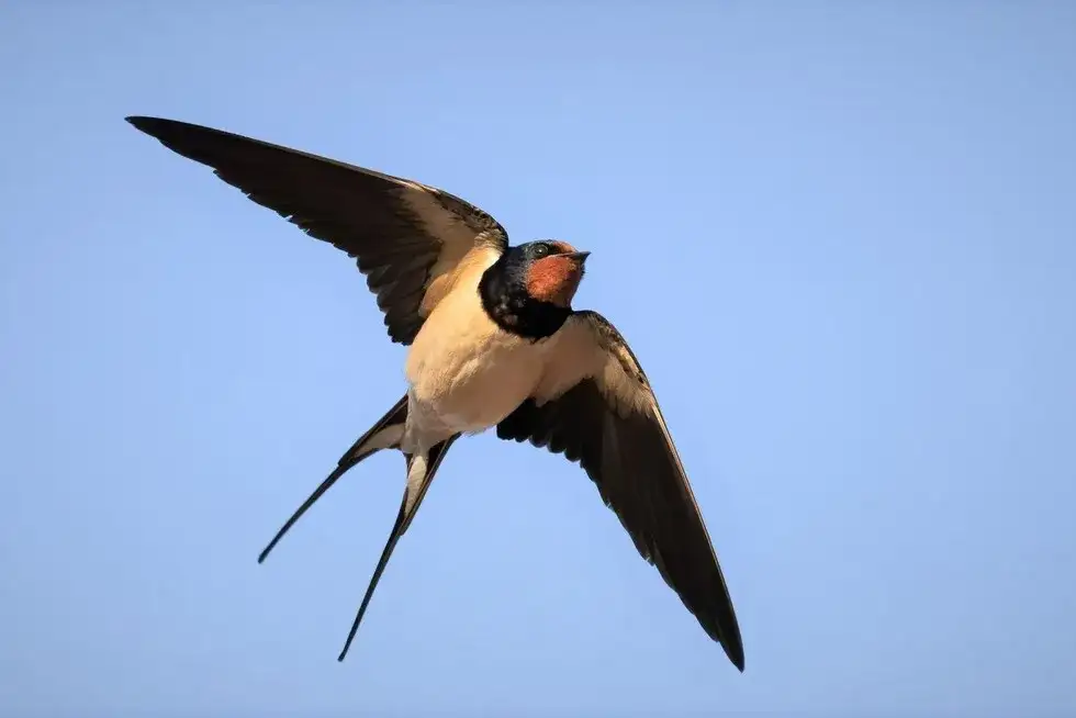 Czego symbolem jest jaskółka? Odkryj jej głębokie znaczenie w kulturze
