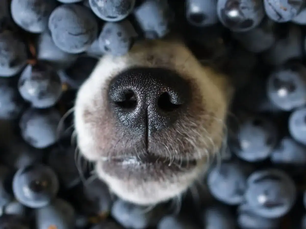 Czy psy mogą jeść borówki amerykańskie? Sprawdź, co musisz wiedzieć