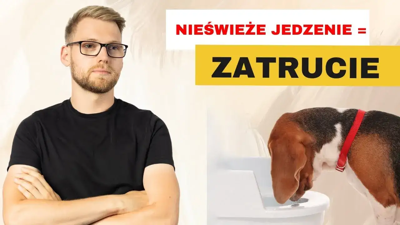 Co podać psu na zatrucie? Pierwsza pomoc i ostrzeżenia