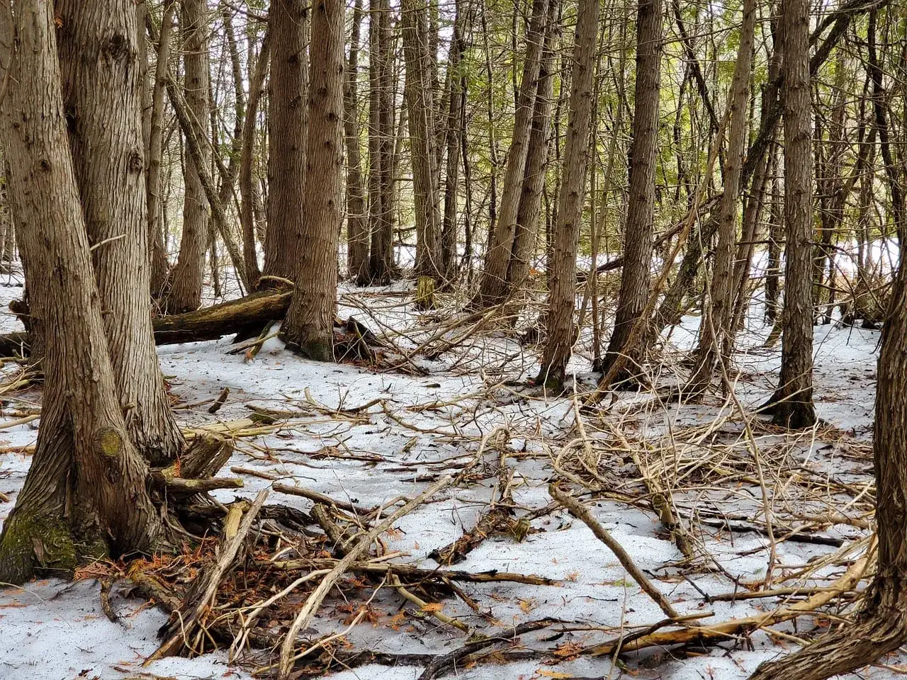 Jak ukryć się w lesie? Opanuj sztukę niewidzialności!