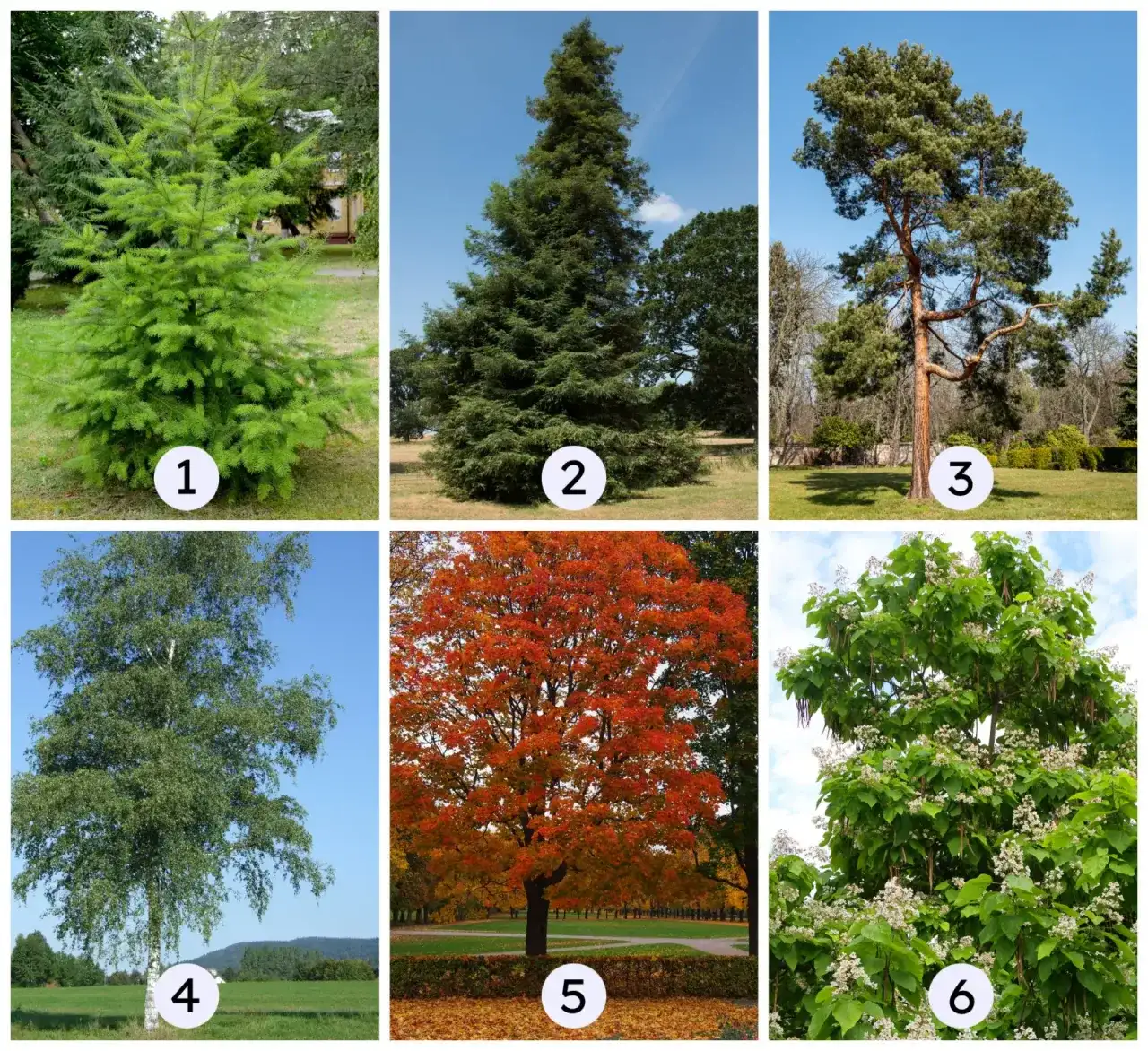 Drzewa do ogrodu: Małe, szybko rosnące, owocowe? Wybierz idealne!