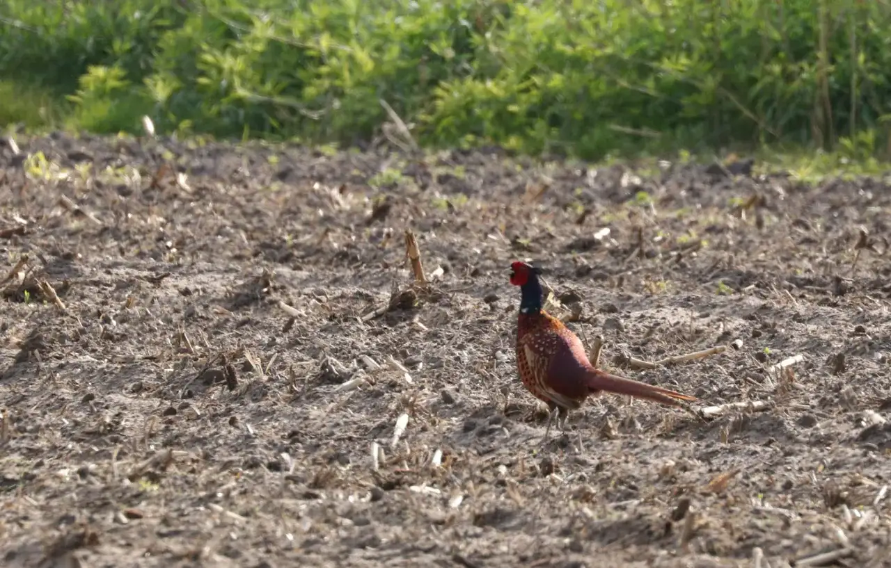 Samotny bażant na zaoranym polu. Czy myśliwi mogą strzelać do bażantów? Ptak z czerwonymi elementami na głowie i barwnym upierzeniem.