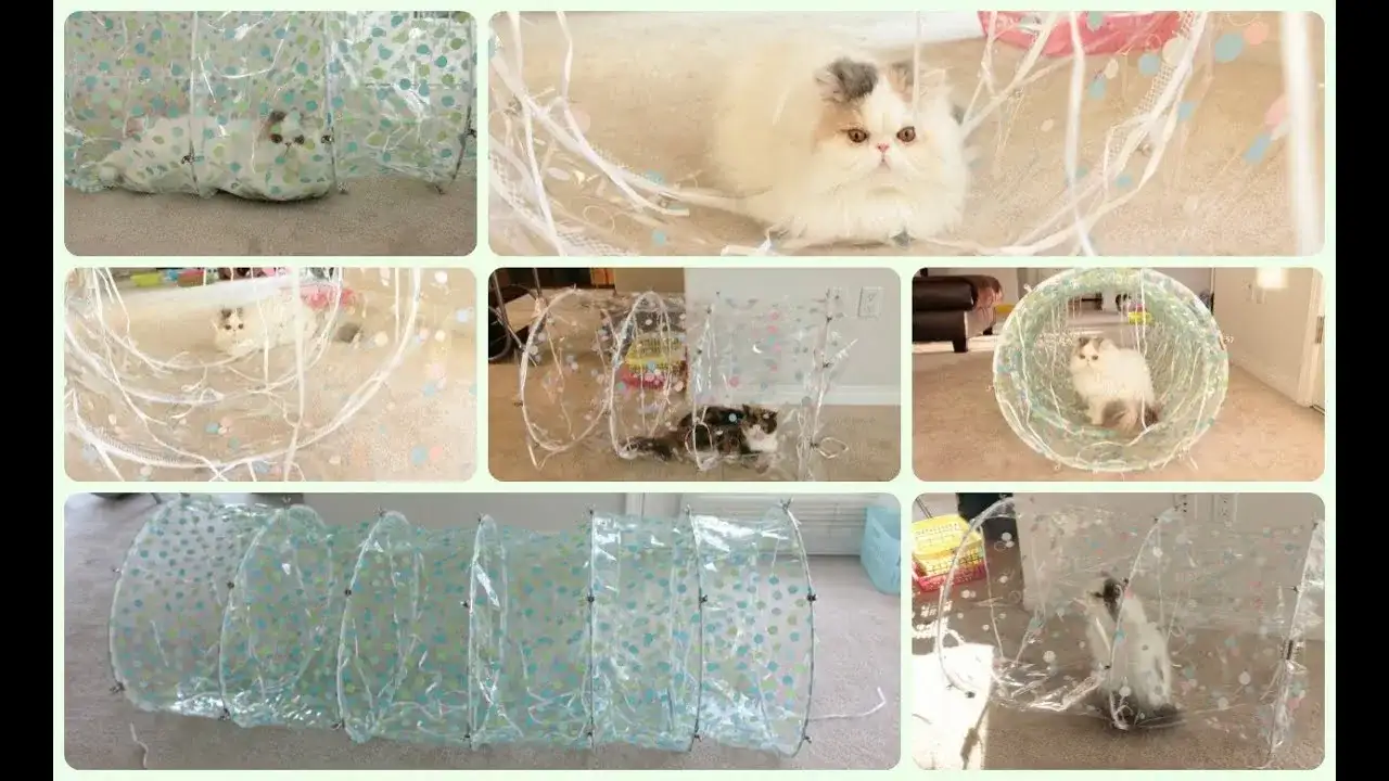 Jak zrobić tunel dla kota w prosty sposób: krok po kroku dla każdego