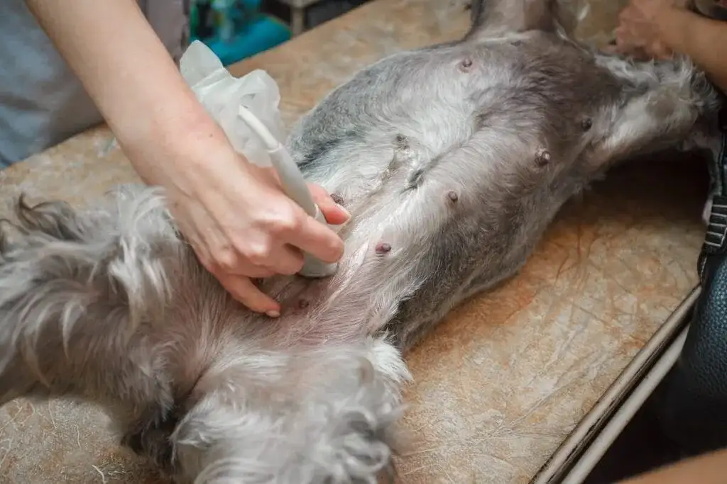 Ile trwa ciąża u psa? Fakty, które musisz znać jako opiekun