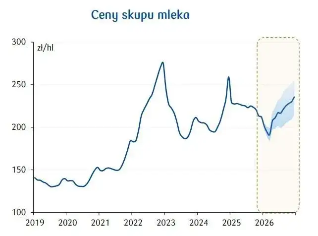 Cena skupu mleka 2026: Ile płacą mleczarnie? Prognozy