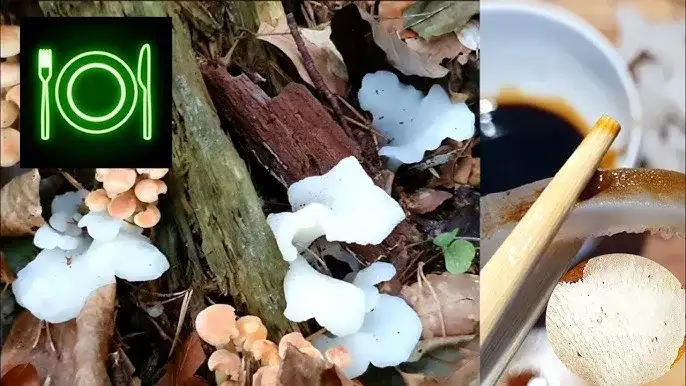 Grzyb galaretowaty: Właściwości, rodzaje i zastosowanie