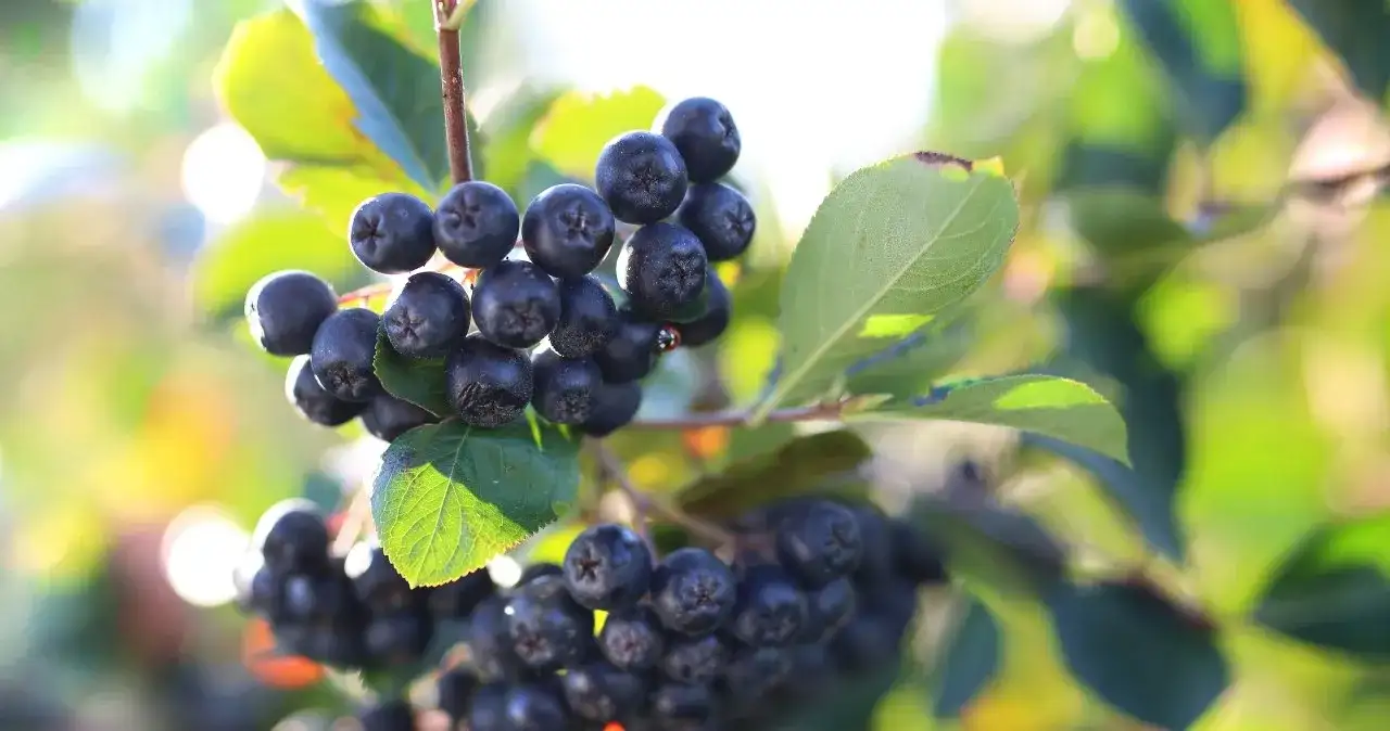 Jaki nawóz do aronii: najlepsze rodzaje i zasady nawożenia dla zdrowych plonów