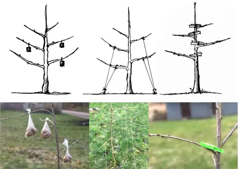 Jak prawidłowo przycinać drzewa owocowe? Poradnik krok po kroku