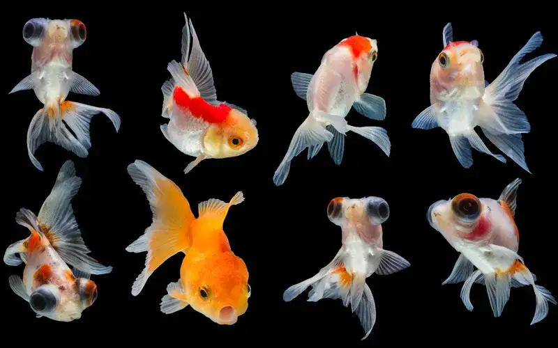 Jakie rybki z welonami - najlepsze towarzysze do akwarium