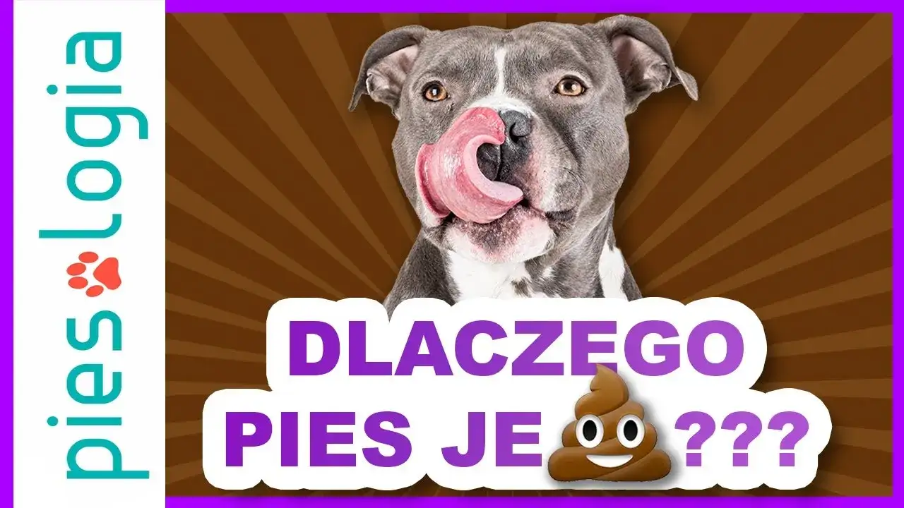 Dlaczego pies je kocie kupy i jak skutecznie zapobiec temu nawykowi?