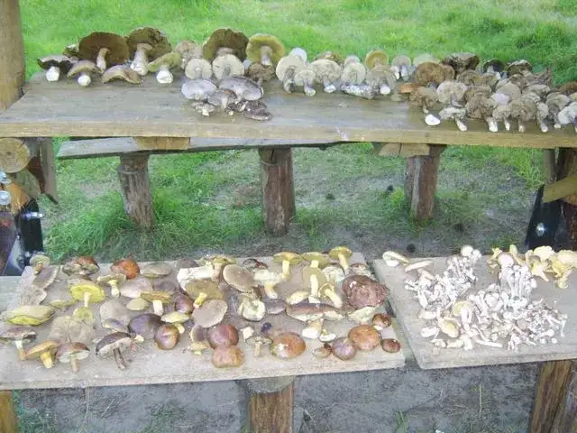 Gdzie na grzyby z noclegiem? Odkryj idealne miejsca na grzybobranie