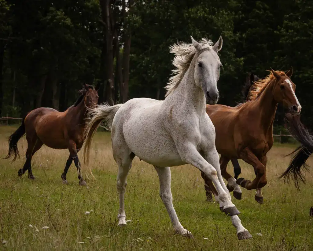 Stadnina koni Bielin - idealne miejsce na wypoczynek i przygodę