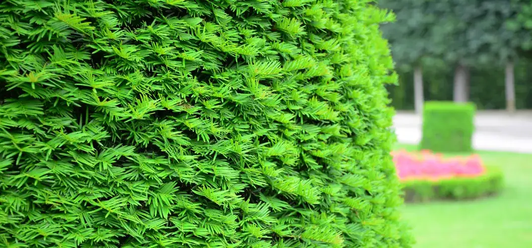 Co szybko rośnie na żywopłot? Odkryj najlepsze rośliny na gęsty żywopłot