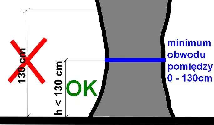 Na jakiej wysokości mierzymy obwód drzewa do wycinki, aby uniknąć problemów?