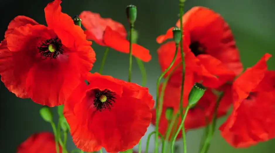 Kiedy kwitną maki? Odkryj najpiękniejszy czas ich kwitnienia