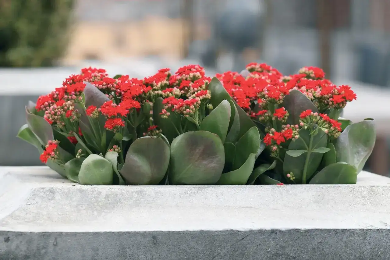 Czy kalanchoe przetrwa w ogrodzie? Warunki uprawy i pielęgnacji na zewnątrz