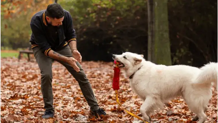 Jak bawić się z psem na spacerze: 5 pomysłów na radosne chwile