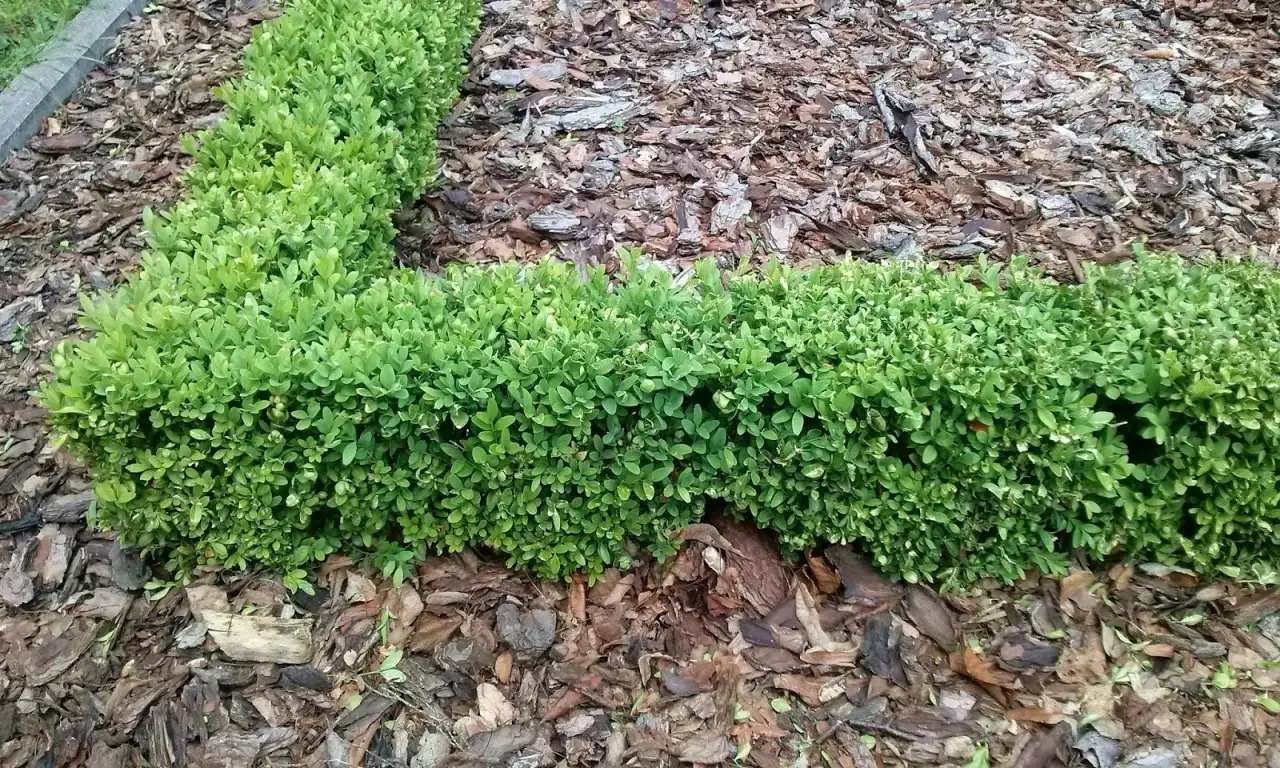 Najlepsze rośliny na niski żywopłot – jak wybrać i uniknąć błędów w pielęgnacji