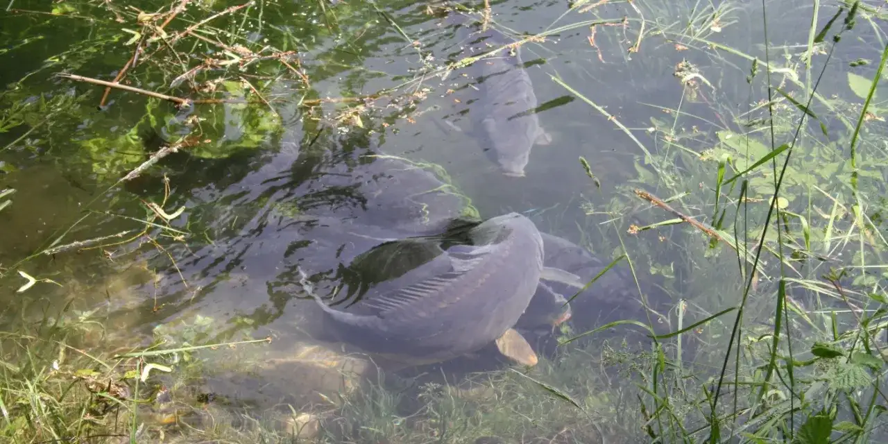 Wann laichen Karpfen? Wichtige Infos zur Laichzeit und Tipps