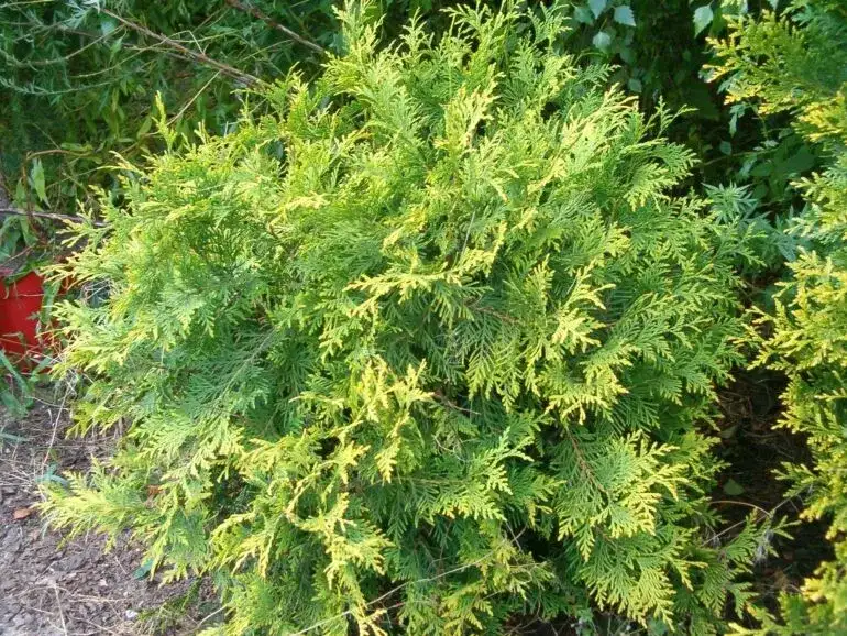 Z czego zrobić żywopłot zimozielony - najlepsze rośliny i porady