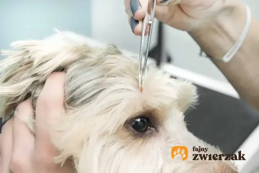 Jak działają krople na kleszcze? Skuteczność i bezpieczeństwo dla zwierząt