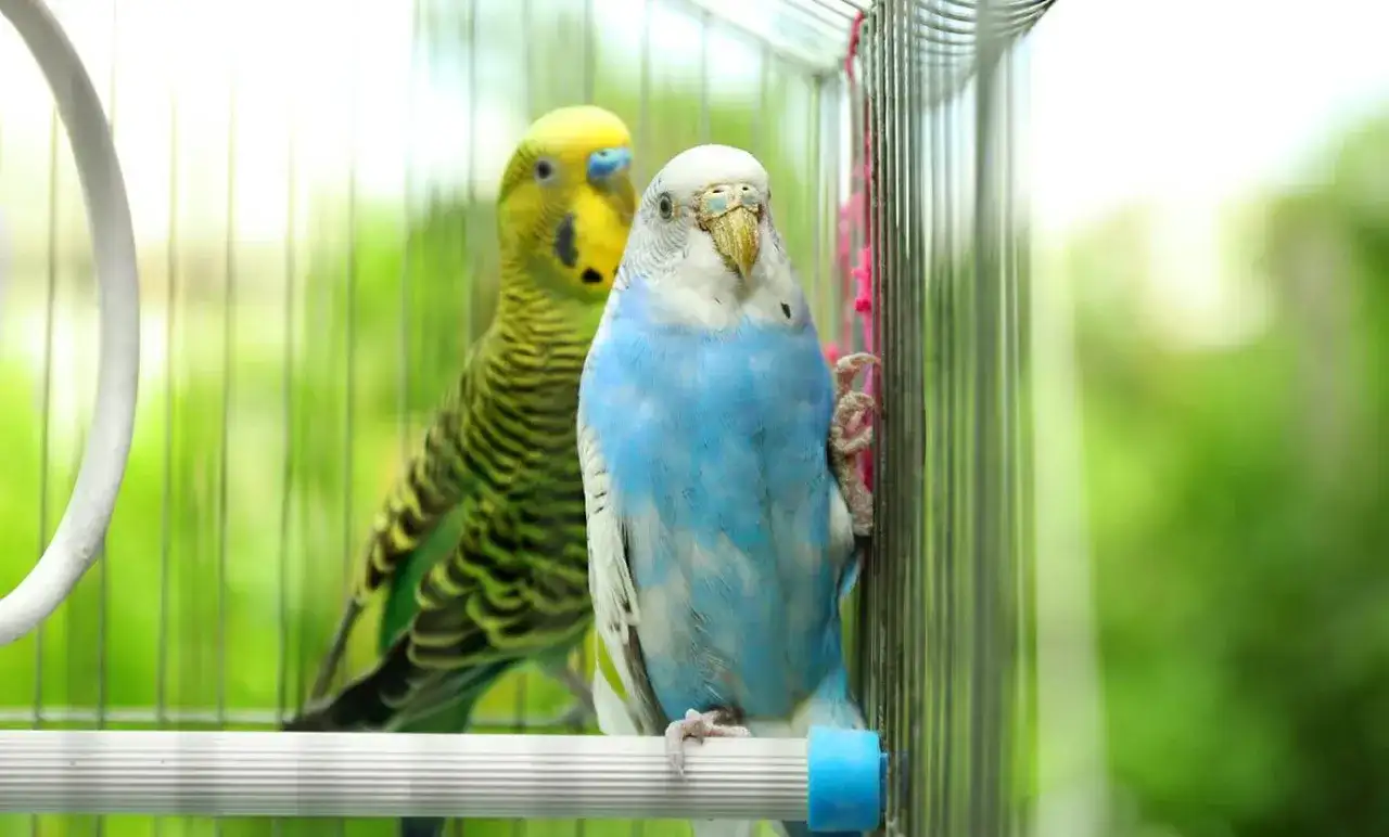 Dwa papużki faliste w klatce. Dowiedz się, jak urządzić klatkę dla papug falistych, by czuły się komfortowo.