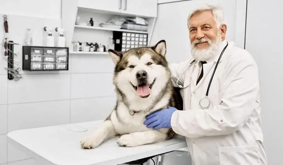 Co robi weterynarz? Poznaj jego kluczowe obowiązki i zadania