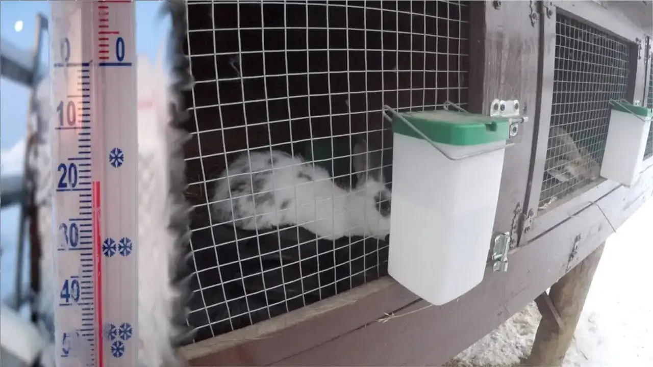 Jak zamontować poidło dla królika? Poradnik krok po kroku