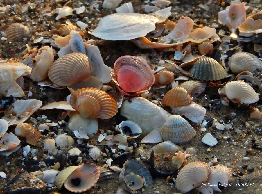 Muszle Bałtyckie: Jak je rozpoznać i gdzie szukać skarbów?