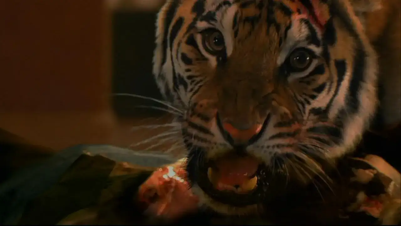 Najlepsze filmy o tygrysach, które musisz zobaczyć i przeżyć emocje