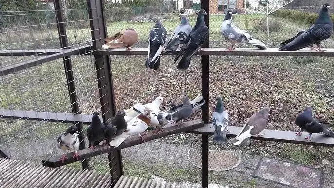 Gdzie zimują dzikie gołębie? Odkryj ich tajemnicze miejsca schronienia