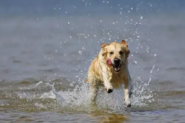 Żywienie Golden Retrievera: Klucz do zdrowia, bez nadwagi i chorób stawów