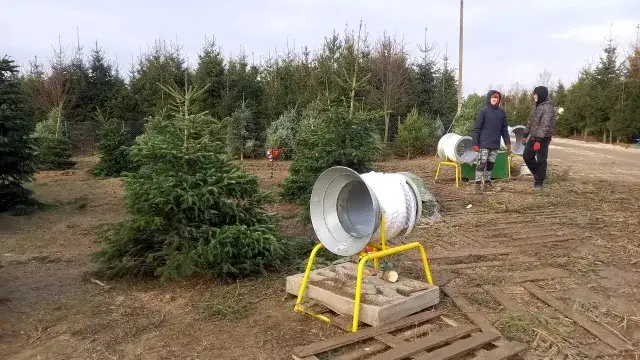 Kiedy sadzić choinkę do gruntu, aby uniknąć przymrozków?