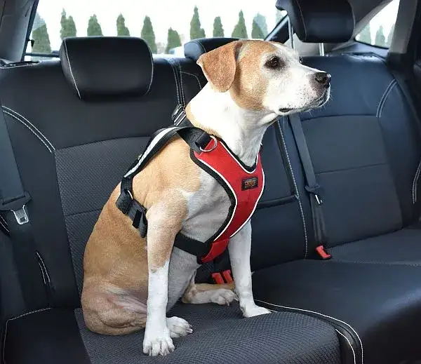 Jak oduczyć psa biegania za samochodem i zapewnić mu bezpieczeństwo