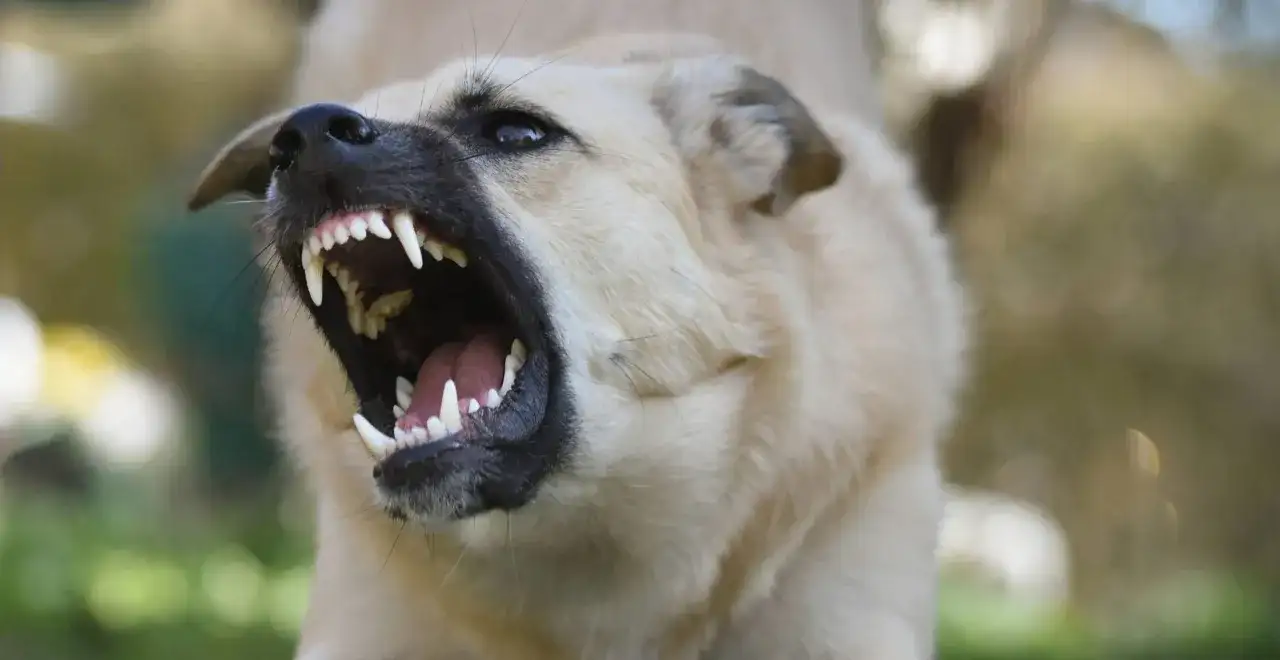 Jak bronić się przed psem: skuteczne techniki obrony i bezpieczeństwa