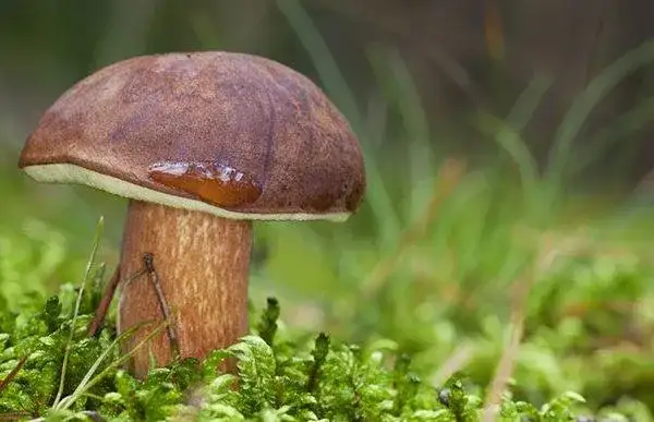 Jak rozpoznać duży podgrzybek - szczegółowy opis wyglądu i wymiarów grzyba