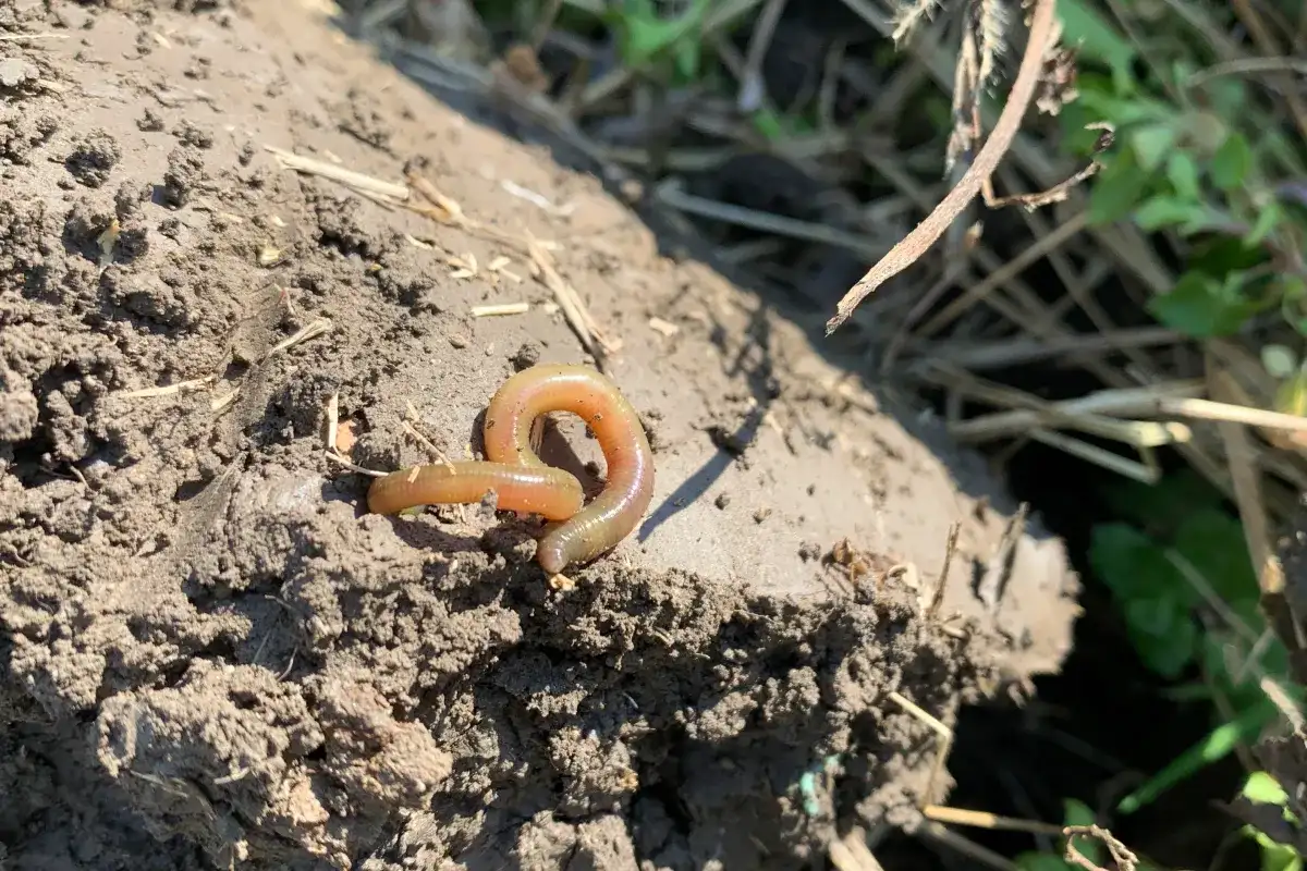 Czerwony robak na wilgotnej ziemi, otoczony suchymi trawami i zielonymi liśćmi.